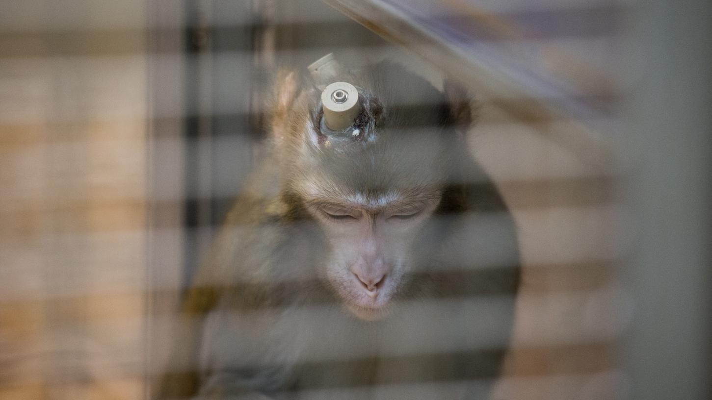 Nach wie vor sehen viele Forscher in Versuchstieren ein notwendiges Instrument - doch Tierschutzverbände protestieren.