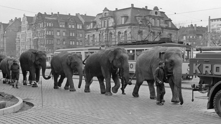 Im Gänsemarsch marschieren die Krone-Elefanten durch die Fürther Straße. Mancher Autofahrer und Fußgänger könnte sich von der „Verkehrsdisziplin“ der Dickhäuter eine Scheibe abschneiden. Sie traben gelassen und ohne aus dem Tritt zu fallen.  Hier geht es zum Artikel vom 27. April 1967: Schmissiger Auftakt im Zirkus.