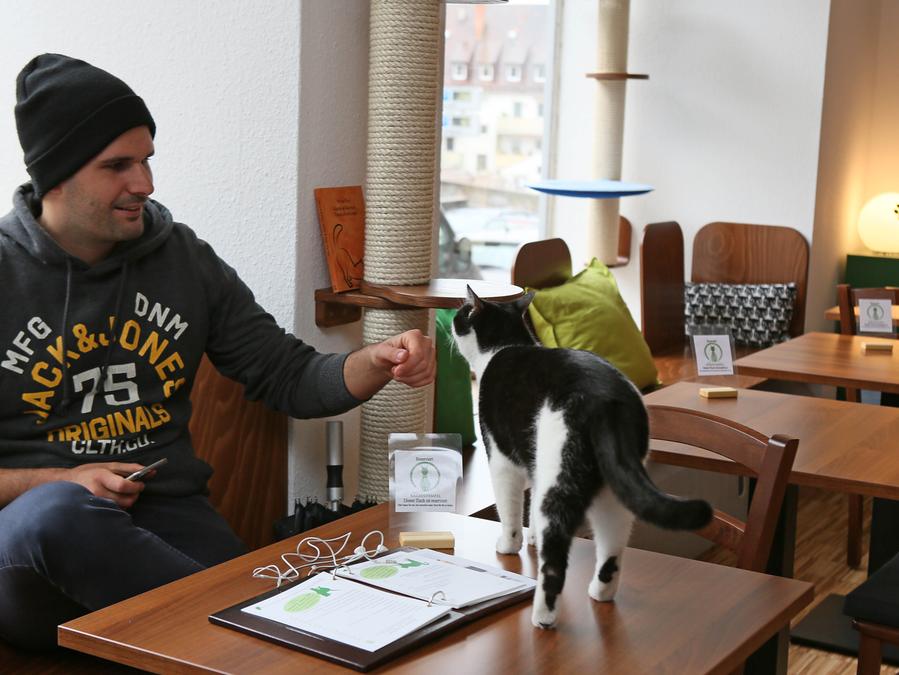 Katzensenioren Alte Katzen Suchen Ein Zuhause Rassekatzen Und Katzenvertragliche Hunde Aus Dem Tierschutz