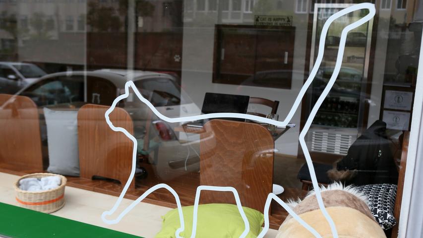 "Katzentempel": Nürnbergs erstes Katzencafé hat eröffnet