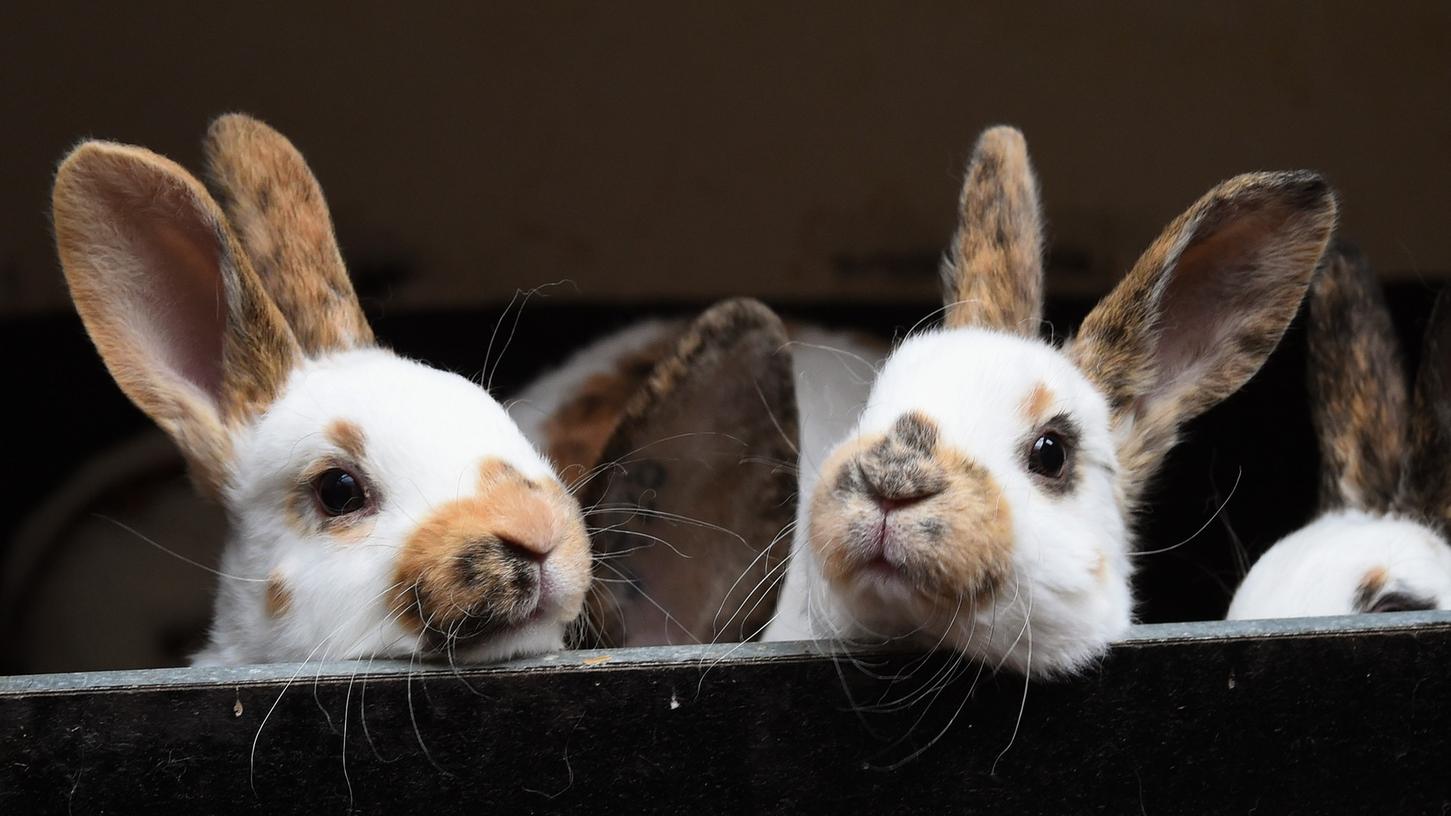 In Oberbayern breitet sich derzeit die Kaninchenseuche aus. Der Virus tötet die Tiere innerhalb von nur zwei Tagen.