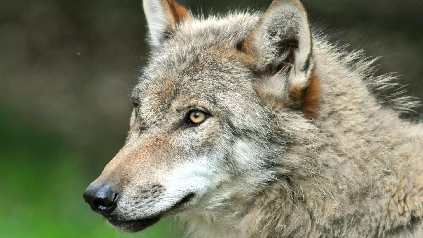 Ein Wolf hat Anfang April in der Pegnitzau drei Rotwildtiere getötet.
