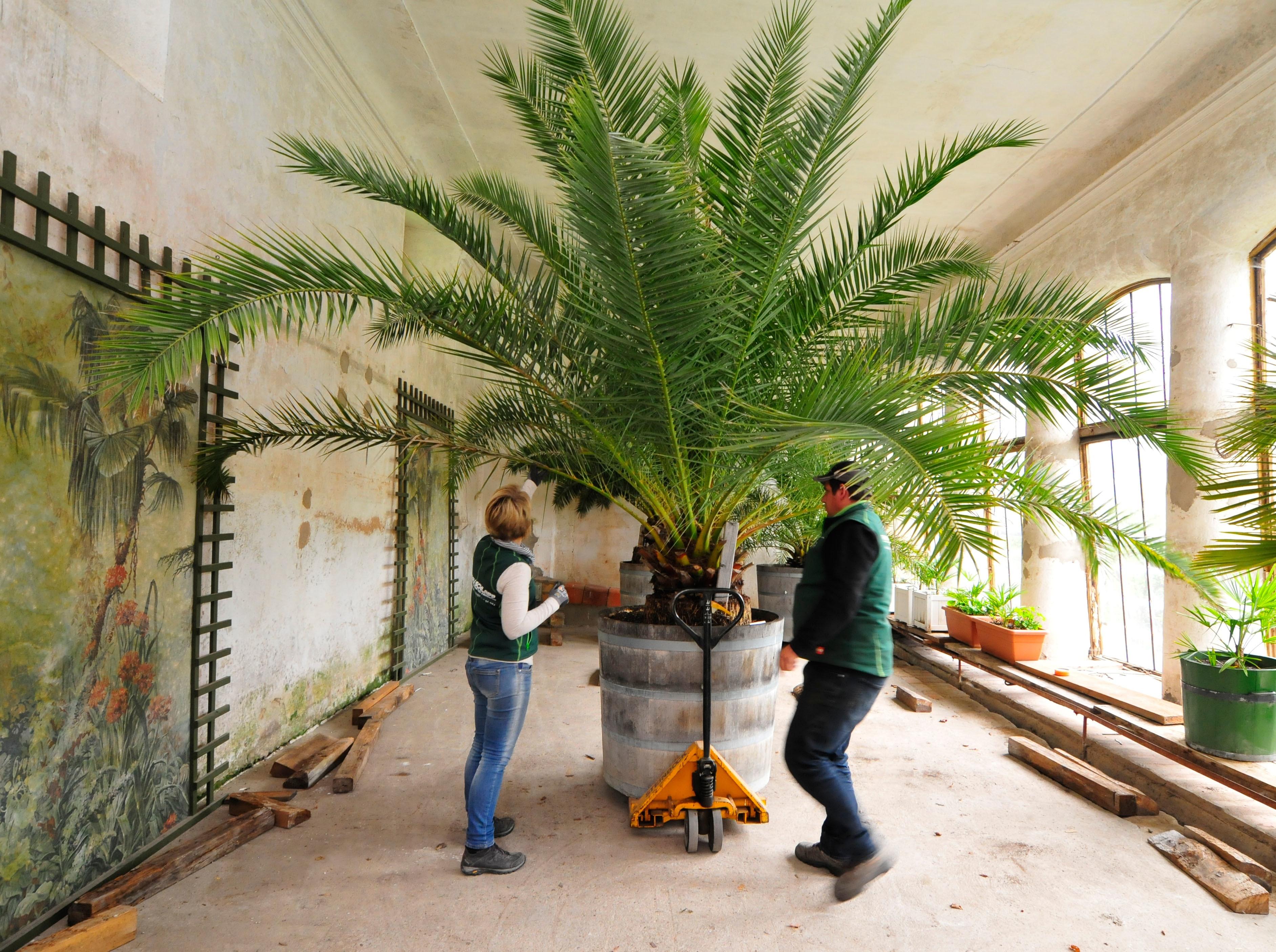 Die Palmen auf Schloss Weißenstein in Pommersfelden ziehen von ihrem Winterquartier, dem Palmenhaus, in den Ehrenhof um. Mit dem Radlader sind Anja und Michael Schlapp zugange.