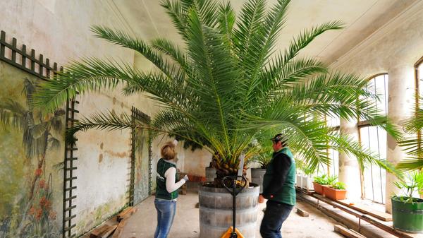 Die Palmen auf Schloss Weißenstein in Pommersfelden ziehen von ihrem Winterquartier, dem Palmenhaus, in den Ehrenhof um. Mit dem Radlader sind Anja und Michael Schlapp zugange.
