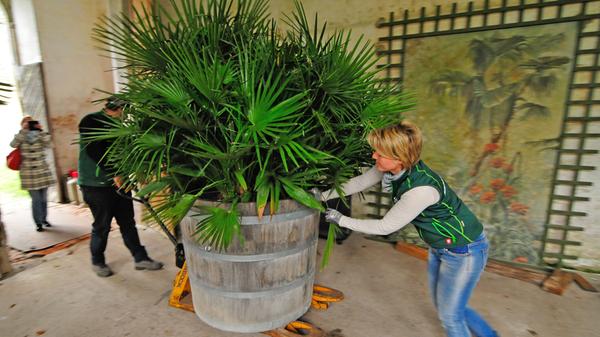 Die Palmen auf Schloss Weißenstein in Pommersfelden ziehen von ihrem Winterquartier, dem Palmenhaus, in den Ehrenhof um. Mit dem Radlader sind Anja und Michael Schlapp zugange.