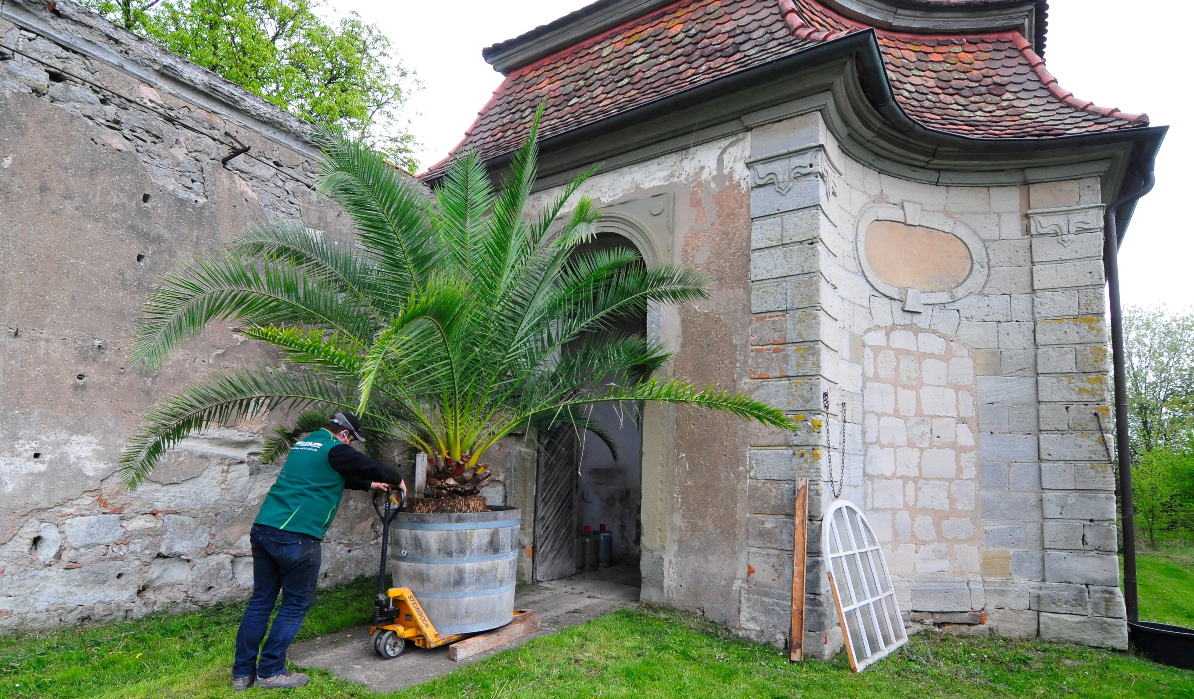 Die Palmen auf Schloss Weißenstein in Pommersfelden ziehen von ihrem Winterquartier, dem Palmenhaus, in den Ehrenhof um. Mit dem Radlader sind Anja und Michael Schlapp zugange.