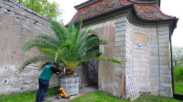 Die Palmen auf Schloss Weißenstein in Pommersfelden ziehen von ihrem Winterquartier, dem Palmenhaus, in den Ehrenhof um. Mit dem Radlader sind Anja und Michael Schlapp zugange.
