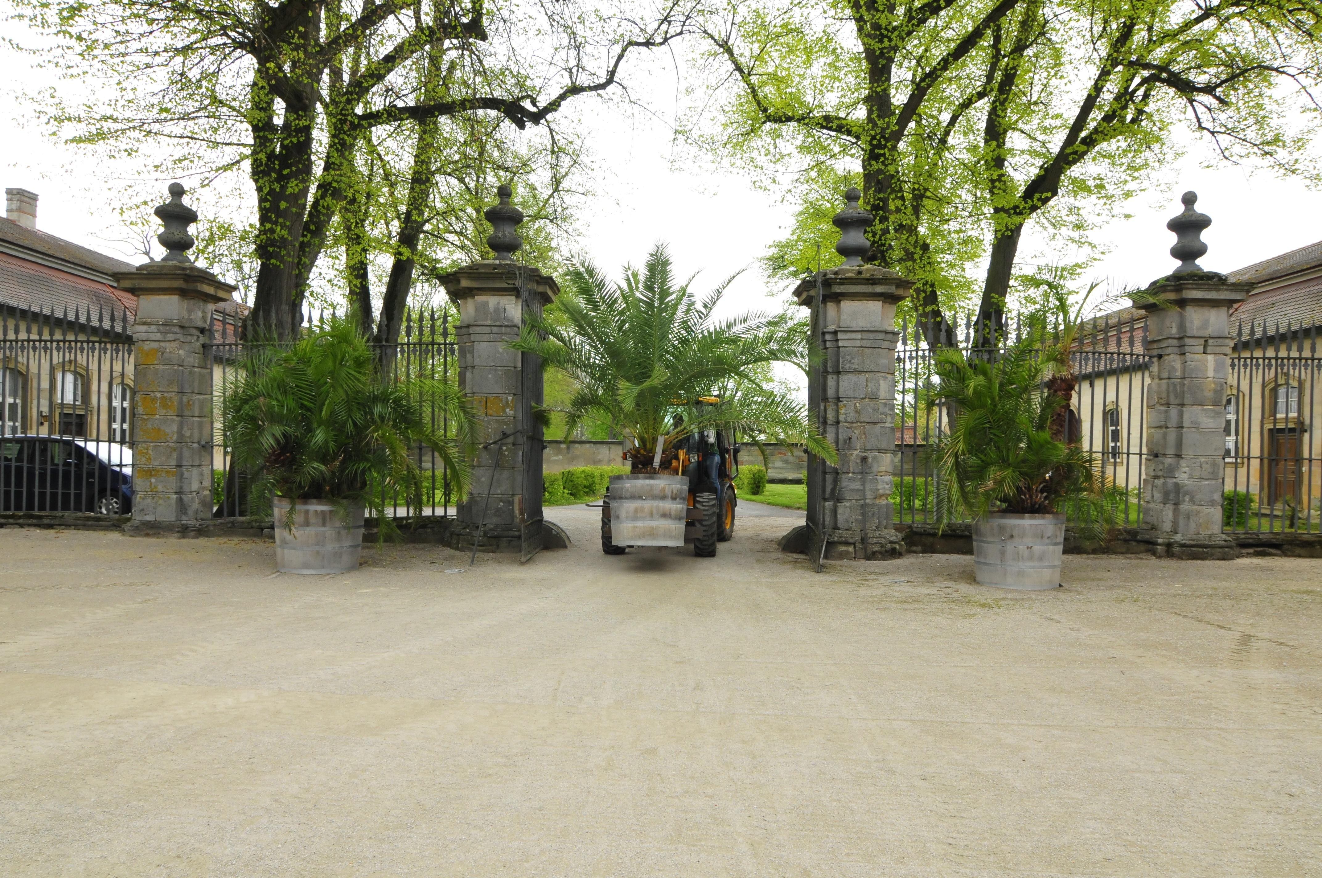 Die Palmen auf Schloss Weißenstein in Pommersfelden ziehen von ihrem Winterquartier, dem Palmenhaus, in den Ehrenhof um. Mit dem Radlader sind Anja und Michael Schlapp zugange.