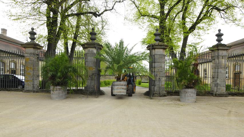 Die Palmen auf Schloss Weißenstein in Pommersfelden ziehen von ihrem Winterquartier, dem Palmenhaus, in den Ehrenhof um. Mit dem Radlader sind Anja und Michael Schlapp zugange.