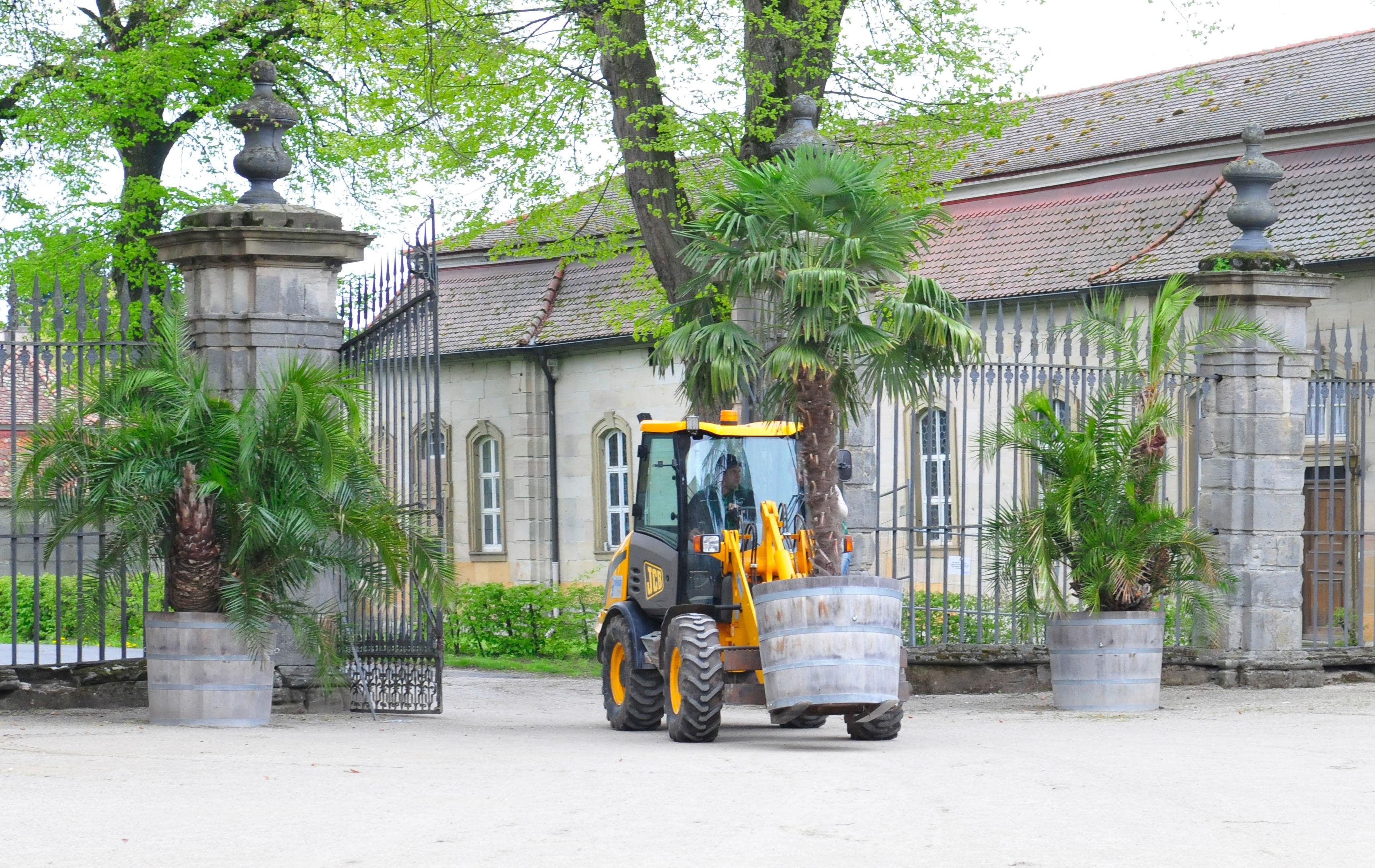 Die Palmen auf Schloss Weißenstein in Pommersfelden ziehen von ihrem Winterquartier, dem Palmenhaus, in den Ehrenhof um. Mit dem Radlader sind Anja und Michael Schlapp zugange.