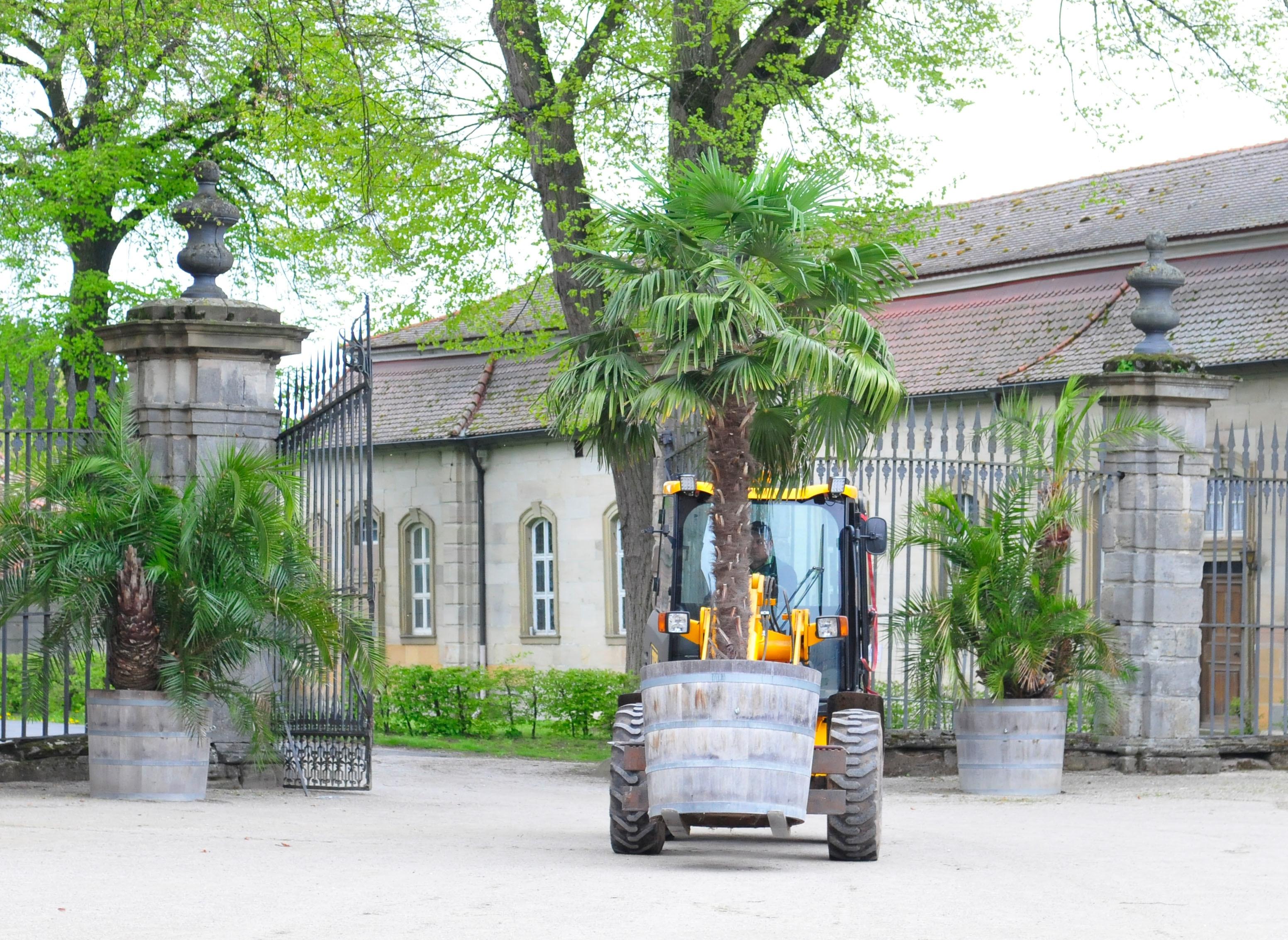 Die Palmen auf Schloss Weißenstein in Pommersfelden ziehen von ihrem Winterquartier, dem Palmenhaus, in den Ehrenhof um. Mit dem Radlader sind Anja und Michael Schlapp zugange.