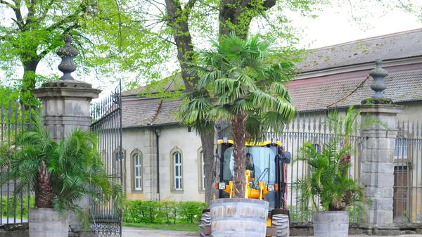Die Palmen auf Schloss Weißenstein in Pommersfelden ziehen von ihrem Winterquartier, dem Palmenhaus, in den Ehrenhof um. Mit dem Radlader sind Anja und Michael Schlapp zugange.