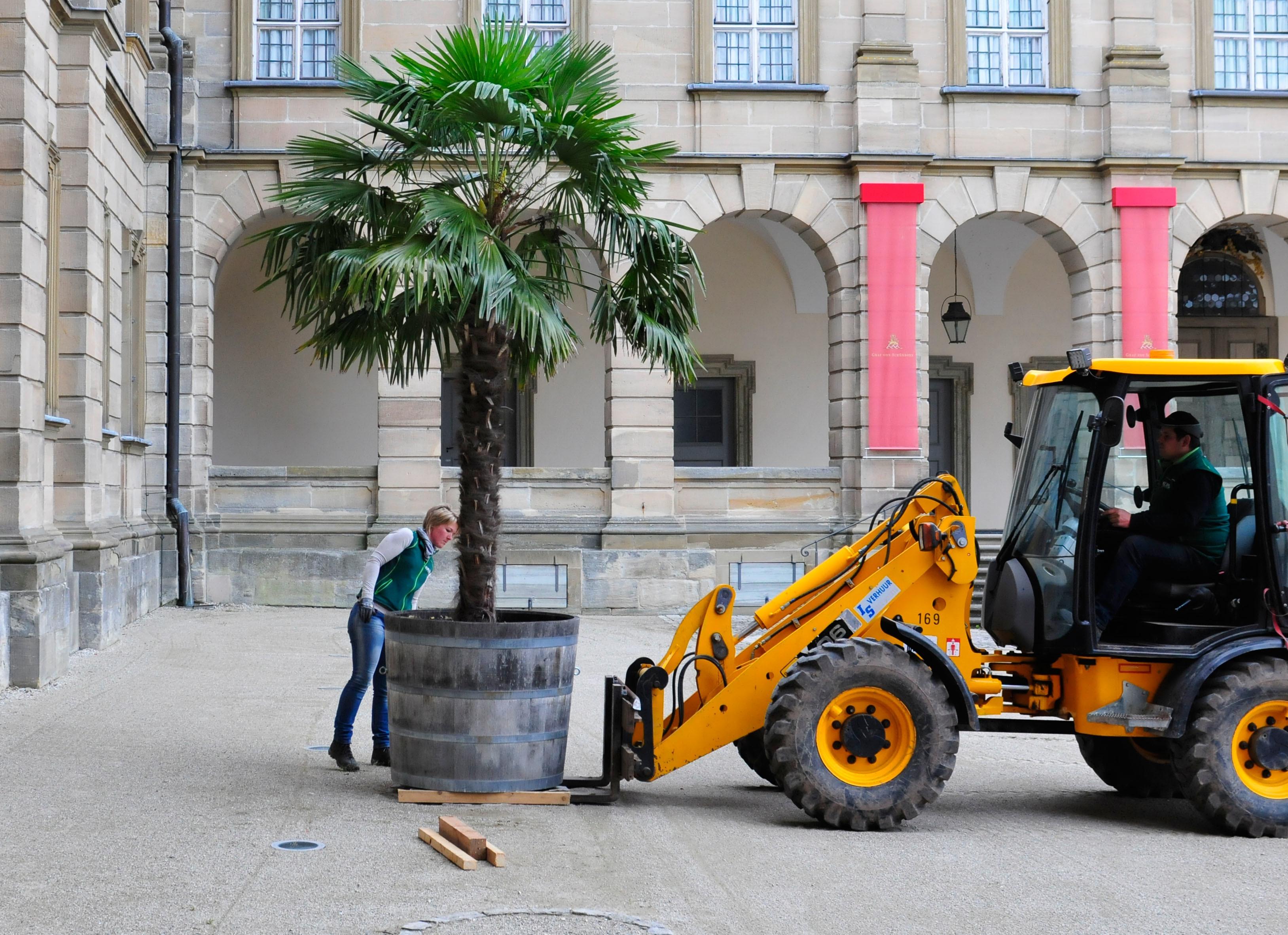 Die Palmen auf Schloss Weißenstein in Pommersfelden ziehen von ihrem Winterquartier, dem Palmenhaus, in den Ehrenhof um. Mit dem Radlader sind Anja und Michael Schlapp zugange.