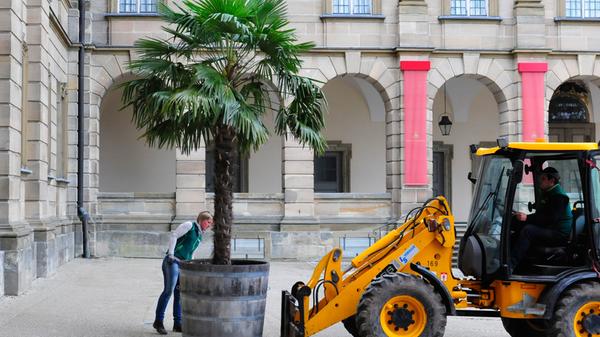 Die Palmen auf Schloss Weißenstein in Pommersfelden ziehen von ihrem Winterquartier, dem Palmenhaus, in den Ehrenhof um. Mit dem Radlader sind Anja und Michael Schlapp zugange.