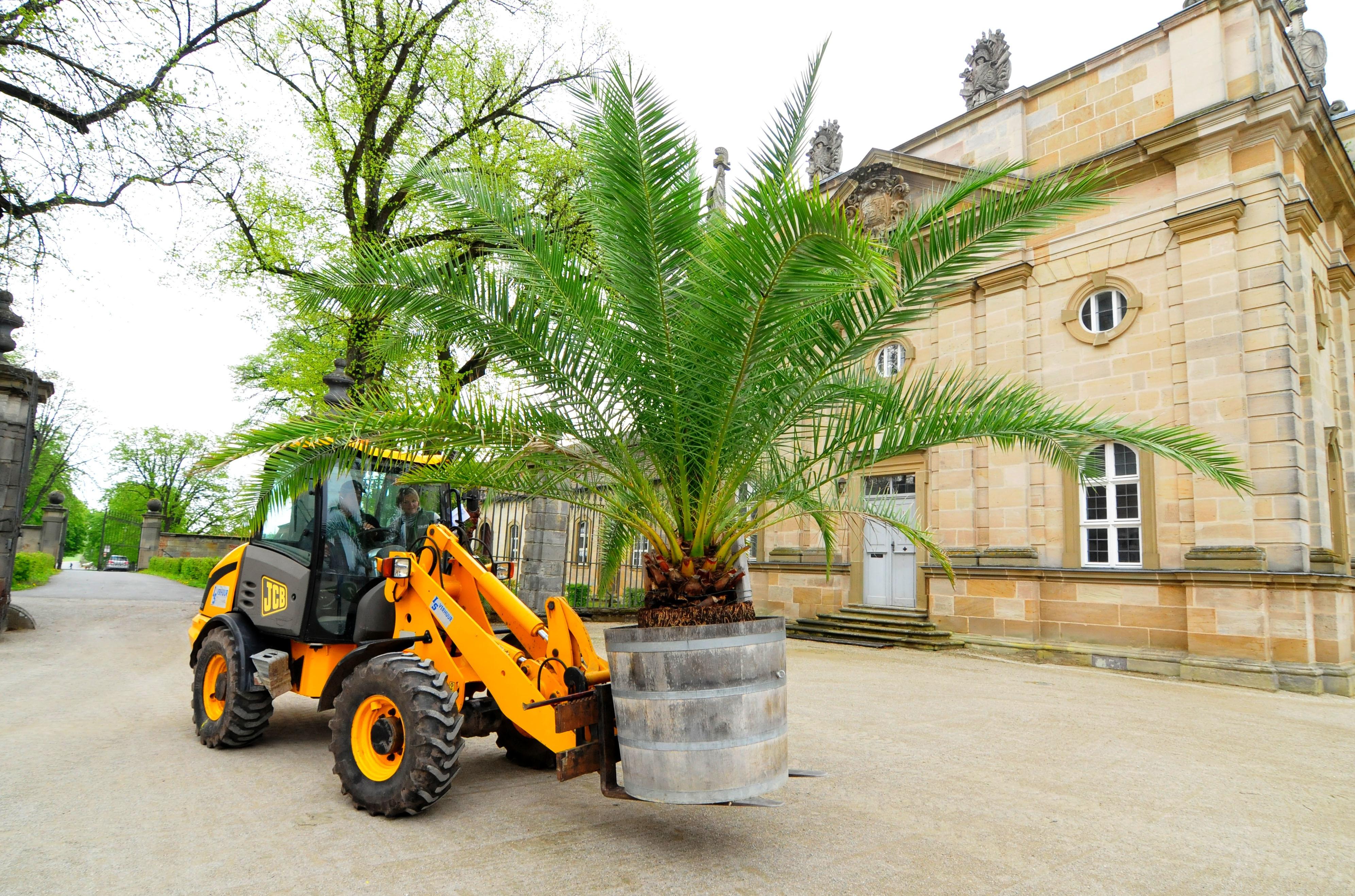 Die Palmen auf Schloss Weißenstein in Pommersfelden ziehen von ihrem Winterquartier, dem Palmenhaus, in den Ehrenhof um. Mit dem Radlader sind Anja und Michael Schlapp zugange.