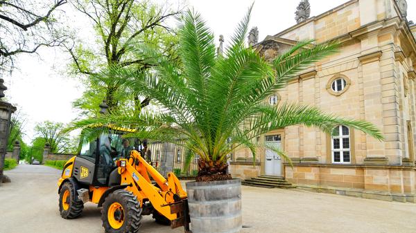Die Palmen auf Schloss Weißenstein in Pommersfelden ziehen von ihrem Winterquartier, dem Palmenhaus, in den Ehrenhof um. Mit dem Radlader sind Anja und Michael Schlapp zugange.