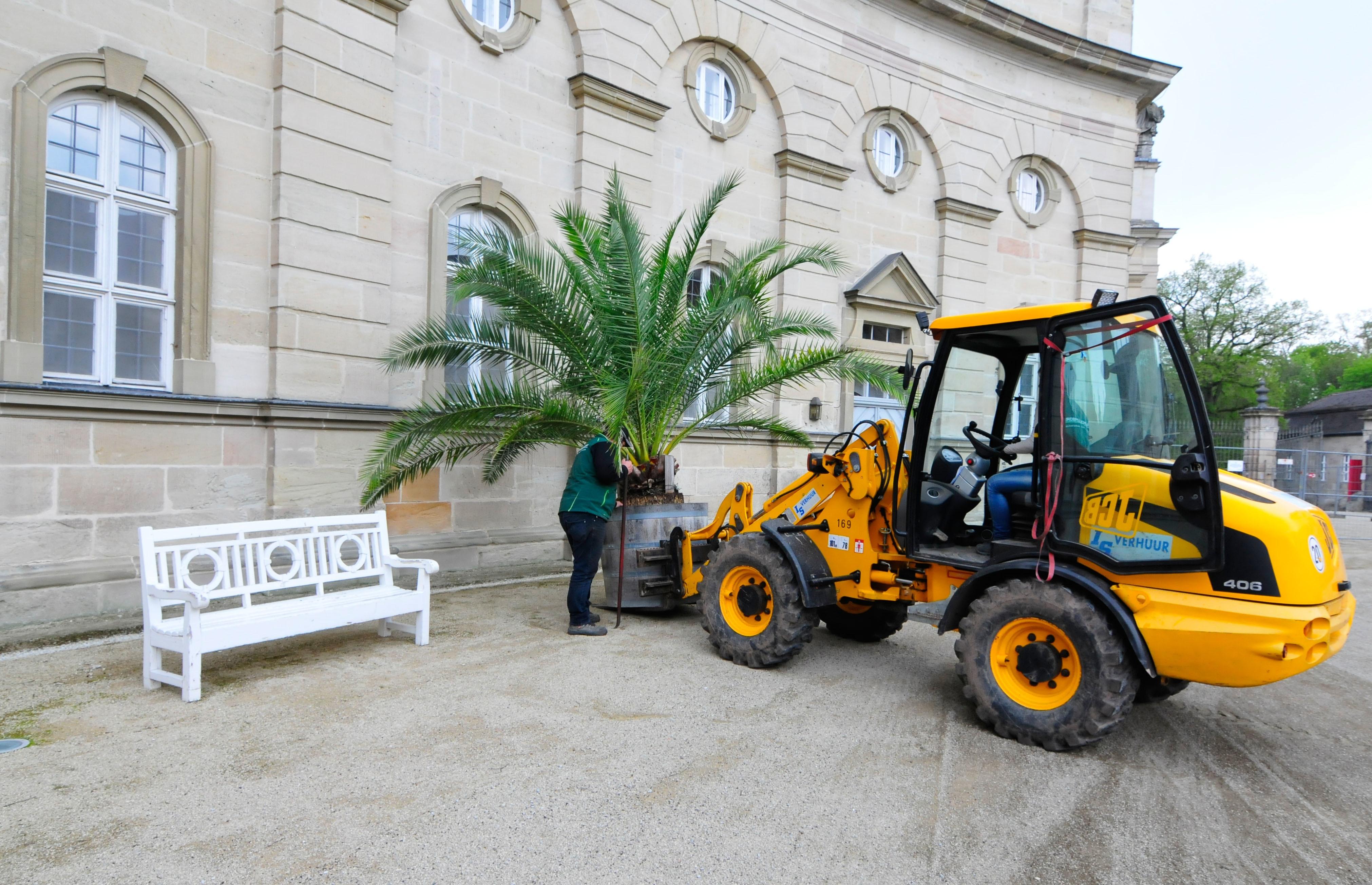 Die Palmen auf Schloss Weißenstein in Pommersfelden ziehen von ihrem Winterquartier, dem Palmenhaus, in den Ehrenhof um. Mit dem Radlader sind Anja und Michael Schlapp zugange.