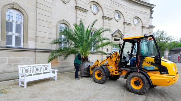 Die Palmen auf Schloss Weißenstein in Pommersfelden ziehen von ihrem Winterquartier, dem Palmenhaus, in den Ehrenhof um. Mit dem Radlader sind Anja und Michael Schlapp zugange.