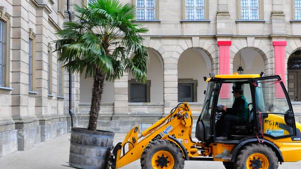 Die Palmen auf Schloss Weißenstein in Pommersfelden ziehen von ihrem Winterquartier, dem Palmenhaus, in den Ehrenhof um. Mit dem Radlader sind Anja und Michael Schlapp zugange.