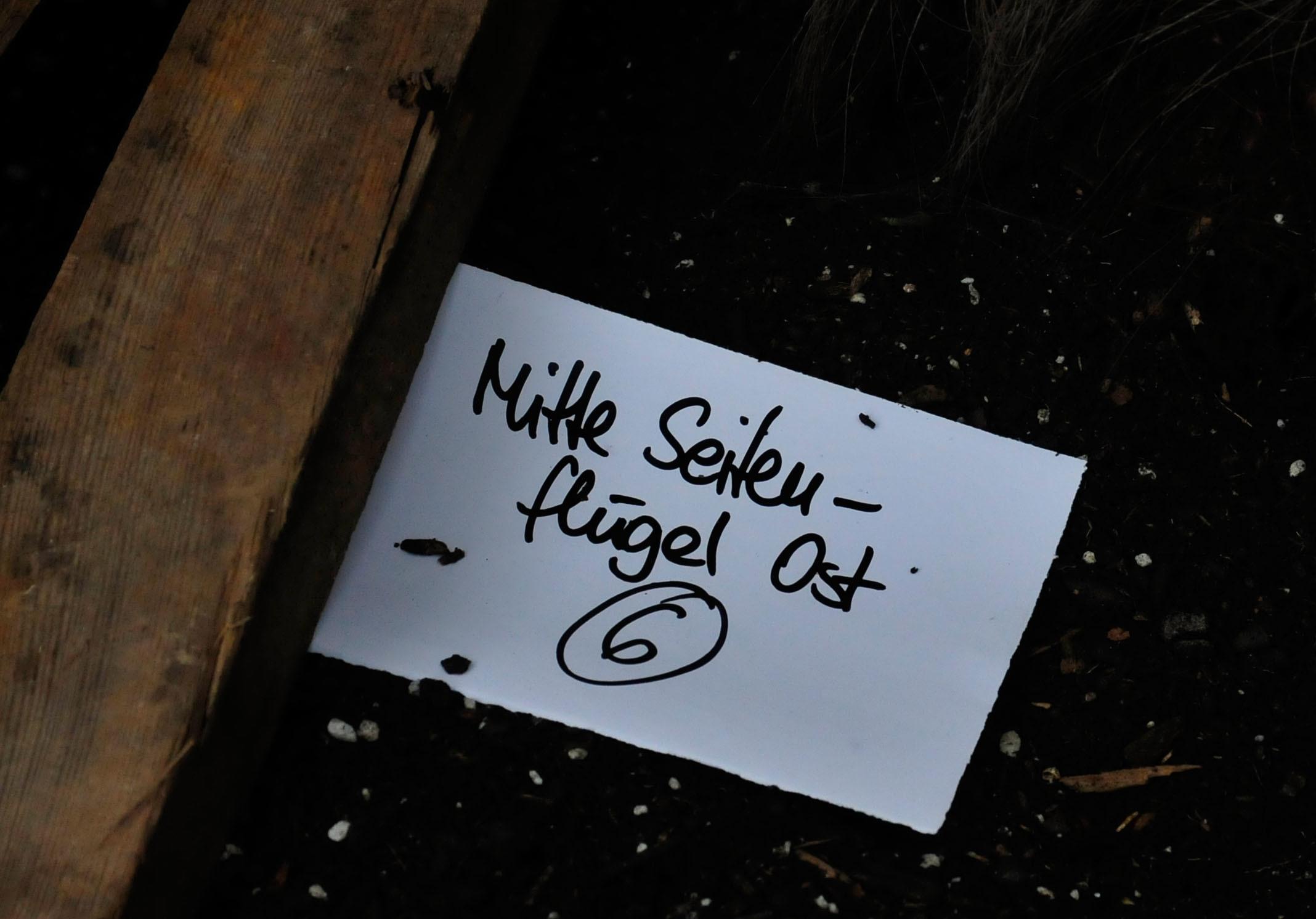 Die Palmen auf Schloss Weißenstein in Pommersfelden ziehen von ihrem Winterquartier, dem Palmenhaus, in den Ehrenhof um. Mit dem Radlader sind Anja und Michael Schlapp zugange.