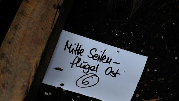 Die Palmen auf Schloss Weißenstein in Pommersfelden ziehen von ihrem Winterquartier, dem Palmenhaus, in den Ehrenhof um. Mit dem Radlader sind Anja und Michael Schlapp zugange.