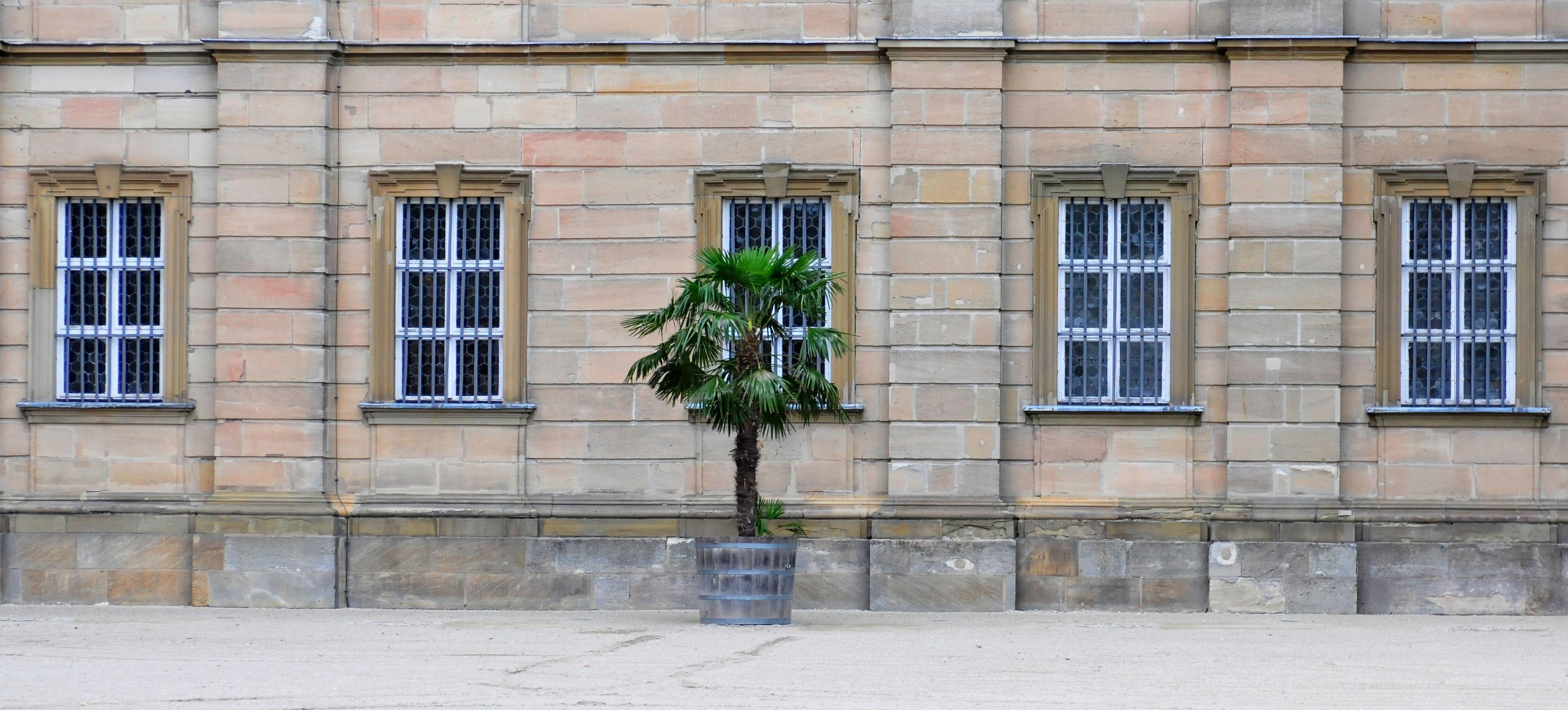 Die Palmen auf Schloss Weißenstein in Pommersfelden ziehen von ihrem Winterquartier, dem Palmenhaus, in den Ehrenhof um. Mit dem Radlader sind Anja und Michael Schlapp zugange.