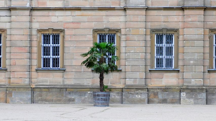 Die Palmen auf Schloss Weißenstein in Pommersfelden ziehen von ihrem Winterquartier, dem Palmenhaus, in den Ehrenhof um. Mit dem Radlader sind Anja und Michael Schlapp zugange.