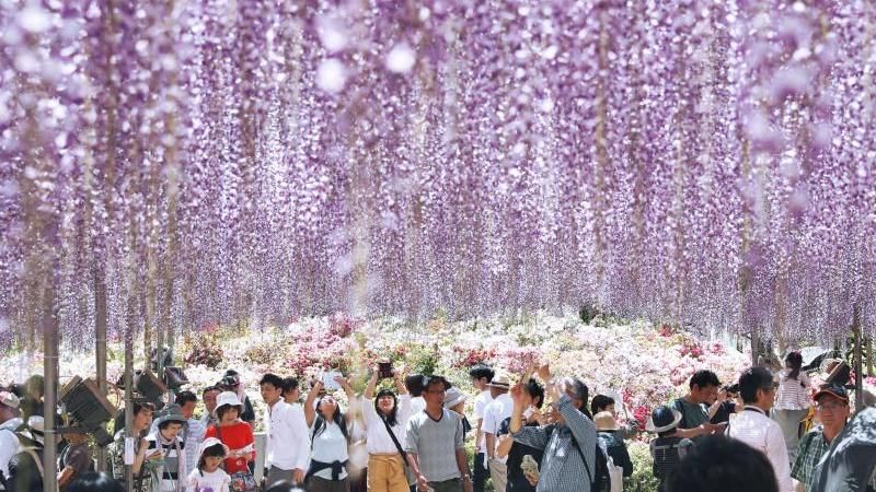 So lang können die Blumenrispen werden: Besucher betrachten in einem Freizeitpark im japanischen Ashikaga die Blauregen-Blüte.