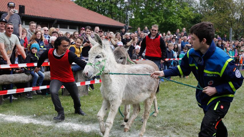 Ein I-ah-Spektakel: Bilder vom 14. Neumarkter Eselrennen