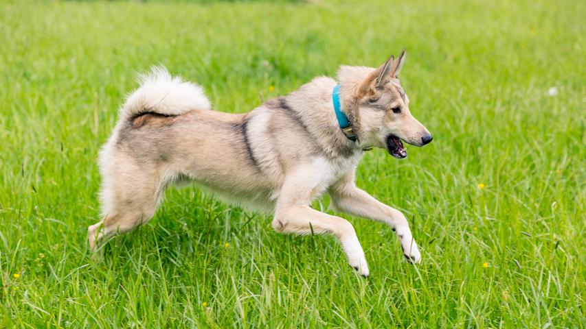 Der "westsibirische Laika": Ein Hund aus dem Wolfsland