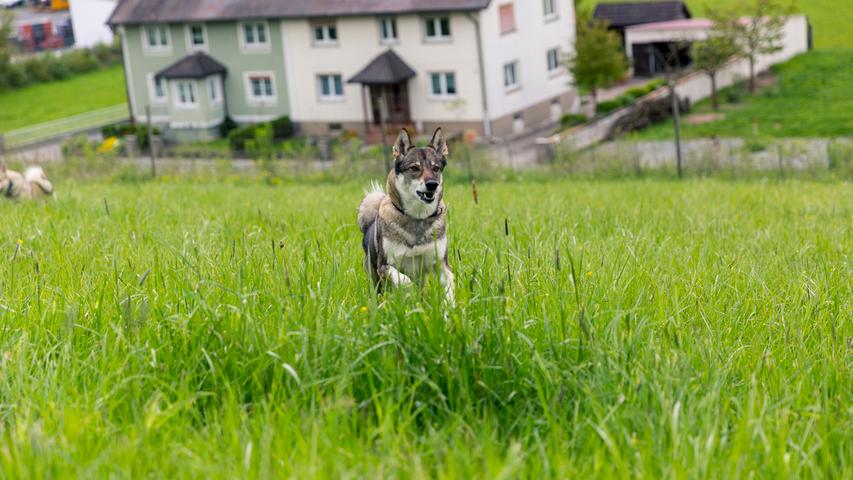 Oft wird behauptet der "westsibirische Laika" sei der erste Hund im Weltall gewesen.