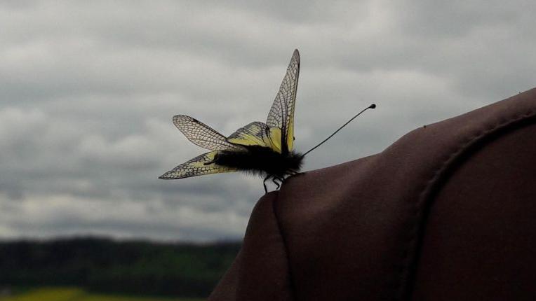 Sensationeller Fund: Schmetterling aus der Urzeit aufgetaucht