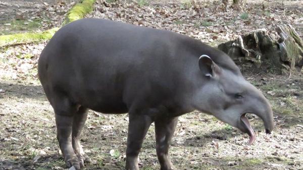 Die Abstammungslinie der Tapire reicht 55 Millionen Jahre zurück. Ihr heutiges Aussehen unterscheidet sich kaum von dem ihrer Vorfahren, weshalb Tapire auch als lebende Fossilien bezeichnet werden. Heute zählen sie zu den gefährdeten Tierarten. Die Haltung im Tiergarten Nürnberg wird nur noch bis Ende August 2020 fortgeführt.