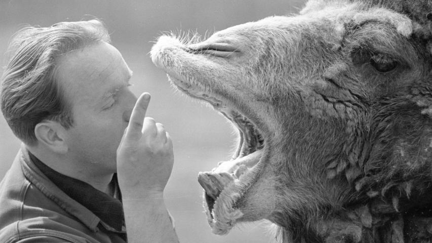 Zeigt her eure Zähne - der Kamelbulle Iwan gehorcht seinem "Herren" Walter Reyher auf den Fingerzeig. Fast eine Million Menschen besuchen jährlich den Nürnberger Tiergarten am Schmausenbuck, der zu den landschaftlich schönsten in Europa zählt.  Hier geht es zum Artikel vom 13. Mai 1967: Seelöwin "Sonny" mag nur Makrelen.