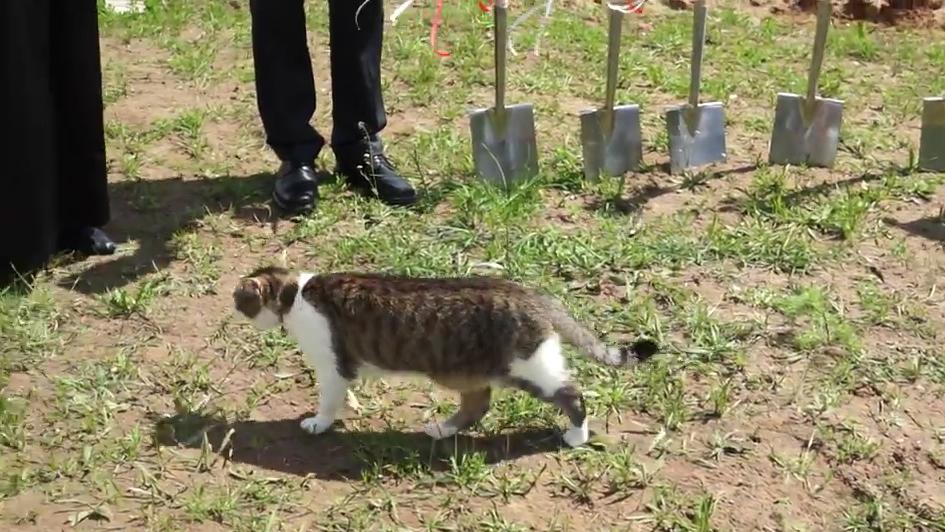 Video: Das passiert, wenn eine Katze einen Spatenstich crasht Video: Das passiert, wenn eine Katze einen Spatenstich crasht