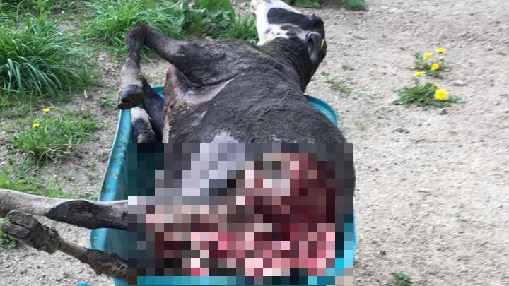 Ein grauenhafter Anblick, der sich in Spiesmühle im Mai bot. Ein wildernder Hund hat dieses Schaf vermutlich tot gebissen. Das sorgt für Angst in der Bevölkerung.