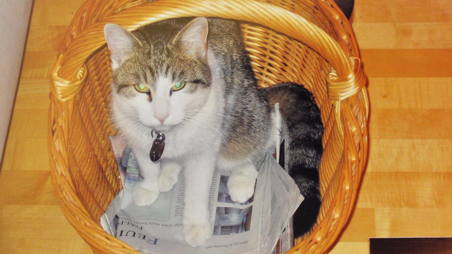 Besitzer gefunden: Die Spatenstich-Katze heißt Sammy