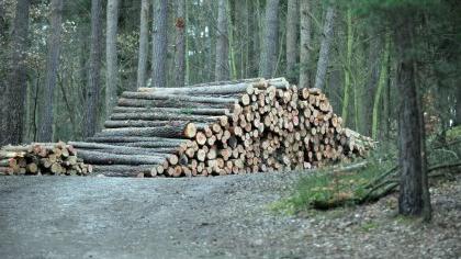 Fürths Stadtwald als Prototyp für ganz Bayern