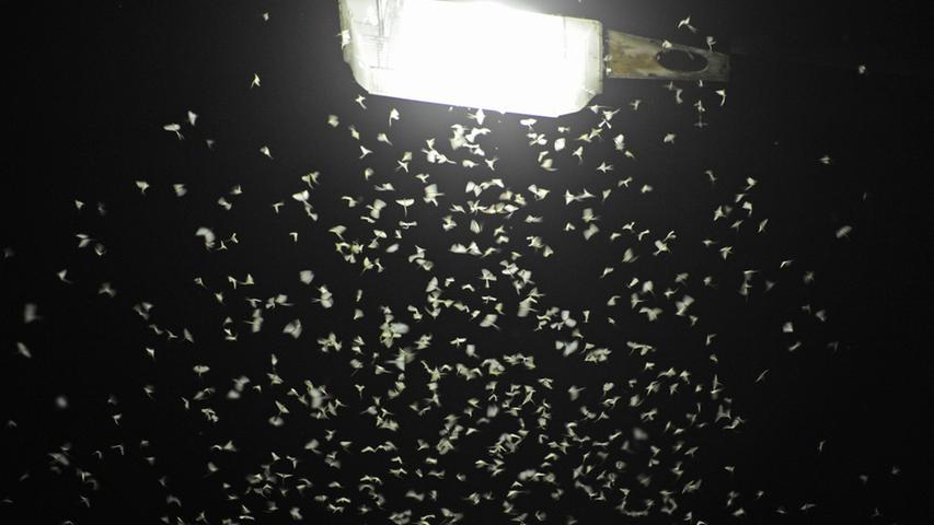 Nachtaktive Insekten werden zum Beispiel von Straßenlaternen angezogen. Entweder sie verbrennen oder umschwirren die Lampe so lange, bis sie Fressfeinden zum Opfer fallen oder an Erschöpfung sterben.