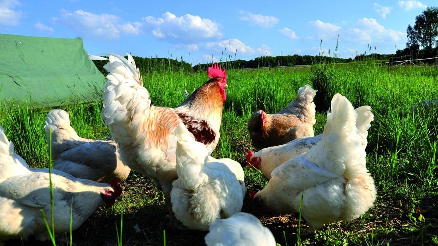Unterrüsselbach: Hennen werden in Rente geschickt