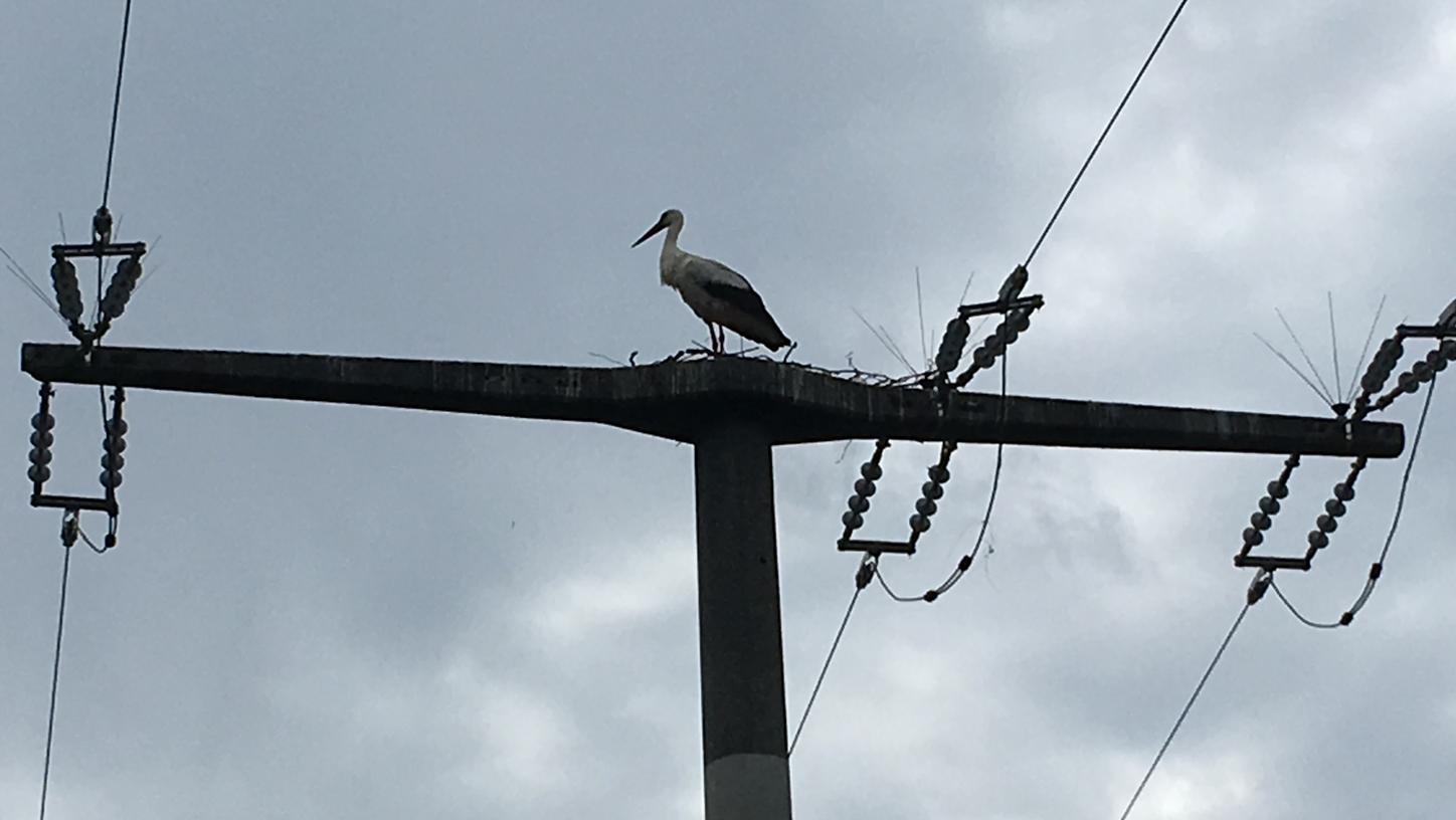 Adebar unter Strom? Auf diesem Leitungsmasten bei Sigritzau ging ein Storch seinem Nestbautrieb nach.