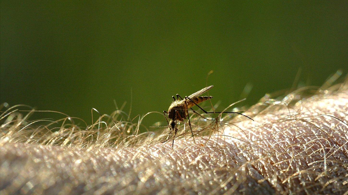 Es nervt: Schnaken-Invasion in Fürth