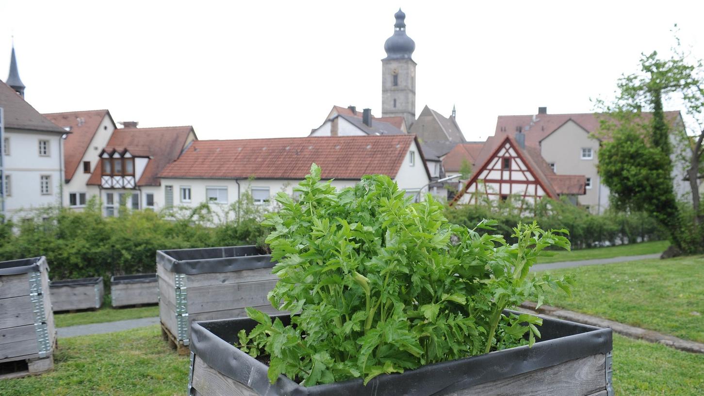 Garteln mit Altstadtblick: Immer mittwochs treffen sich die Hobbygärtner von "Urban Gardening".