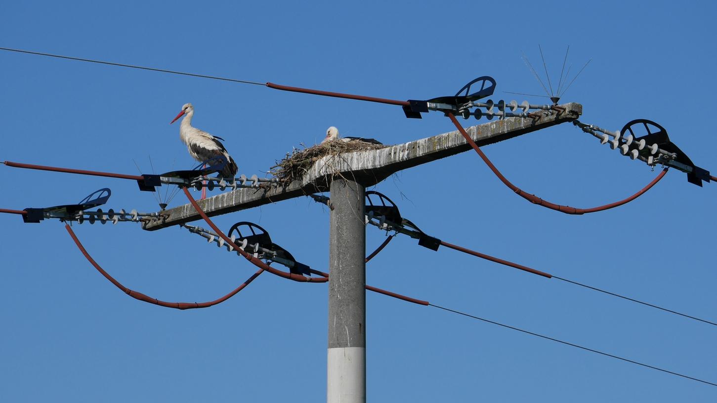 Nun sind sie zu zweit: Störche mit Nest auf einem Strommasten bei Sigritzau (Forchheim).