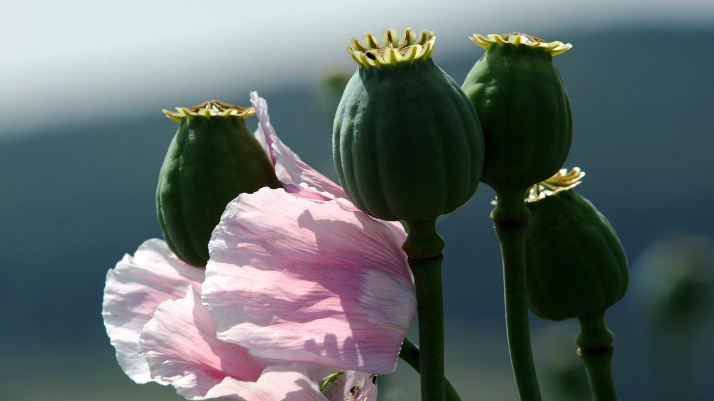 US-Polizei entdeckt zufällig riesige Opium-Plantage
