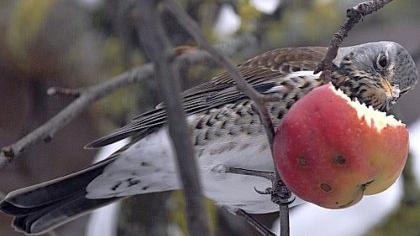 Kurz vor Weihnachten wurde das Bild dieser Drossel aufgenommen, die an einem Apfelbaum nach Nahrung sucht. Am Dreikönigstag ist die Bevölkerung aufgerufen, die winterliche Vogelwelt zu zählen.