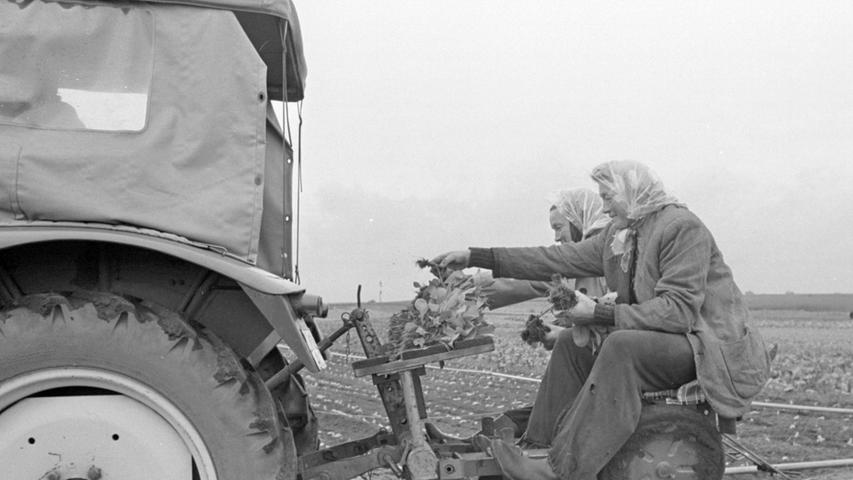 Ein Bauer vor 30 Jahren würde nur so staunen: den Rotkohl, hierzulande Blaukraut genannt, pflanzt man im Knoblauchsland jetzt auch schon maschinell.  Hier geht es zum Artikel vom 31. Mai 1967: Der Spargel "friert"