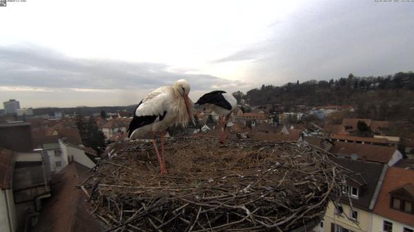 "Wappentier" der Brauerei ist der Storch, eine Familie nestet auch immer auf dem Dach der Brauerei. Beobachten kann man die Tiere dort über eine Web Cam.