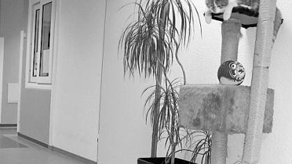 So wie Hund und Katz So wie Hund und Katz