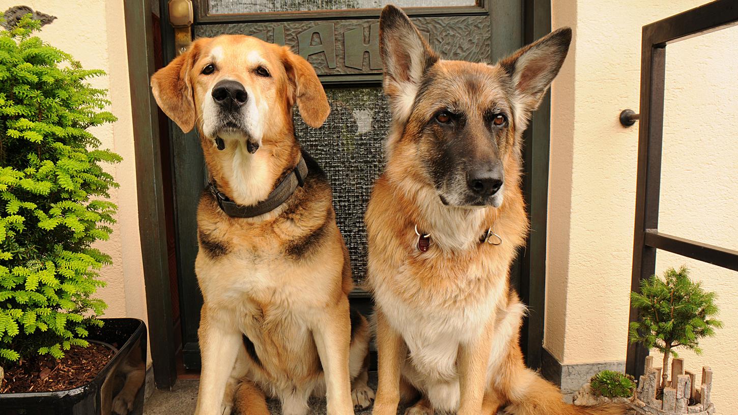 Teure Hilfe: Zirndorfer retten Hund und werden abkassiert